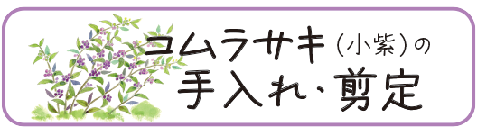 地植えのコムラサキ（小紫）・コムラサキシキブ（小紫式部）の剪定