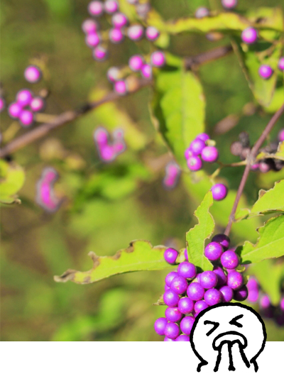 コムラサキ（小紫）・コムラサキシキブ（小紫式部）の葉っぱが枯れてきた・葉焼け