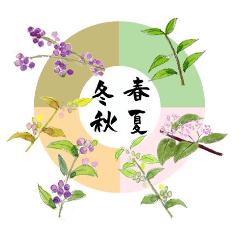 コムラサキ（小紫）・ムラサキシキブ（紫式部）の春夏秋冬