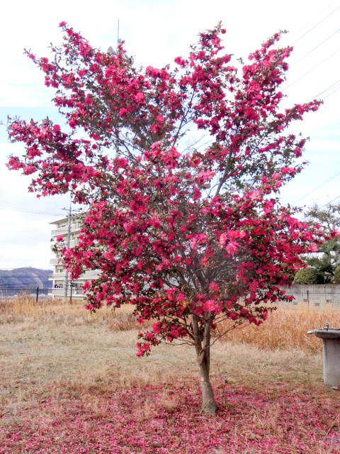 サザンカの倒木リスク・バランスが悪い樹形