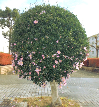 花が咲かないサザンカ