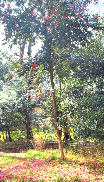 ひょろひょろ伸びたサザンカ