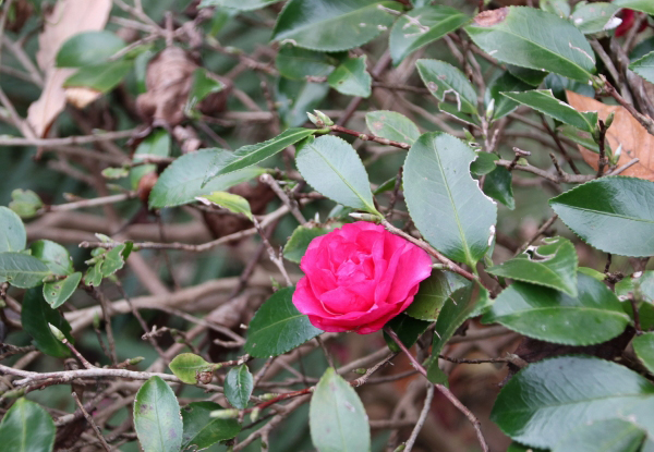 横張り性のサザンカ