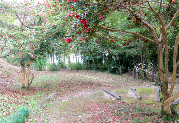 サザンカの自然樹形