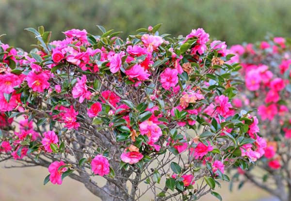 背の低いサザンカの生垣