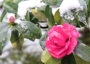 日本の冬を代表する花・サザンカ