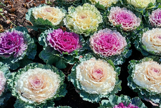 葉牡丹（ハボタン）の植栽