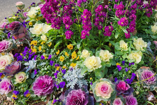 葉牡丹（ハボタン）の植栽