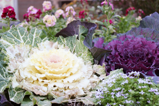 葉牡丹（ハボタン）の植栽