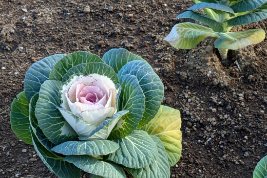葉牡丹（ハボタン）の植栽