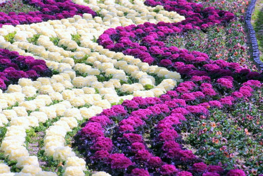 葉牡丹（ハボタン）の植栽