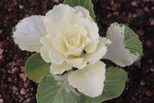 葉牡丹（ハボタン）の植栽