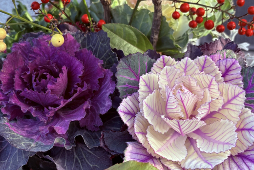 葉牡丹（ハボタン）の植栽