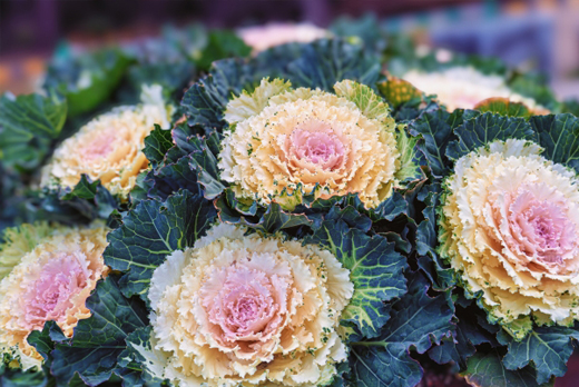 葉牡丹（ハボタン）の植栽