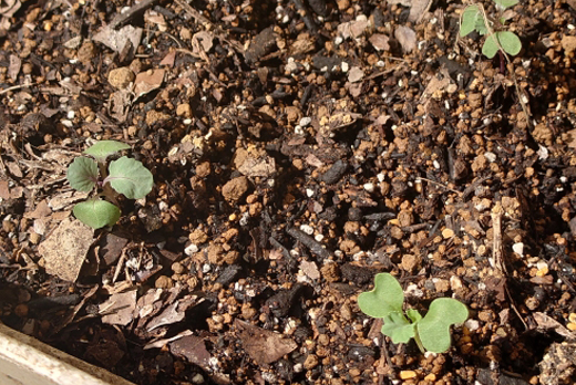 葉牡丹（ハボタン）の植栽