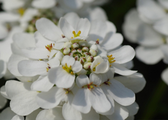 宿根イベリス（トキワマガリバナ/キャンディタフト）の花