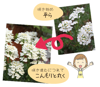 イベリスの花の配列、散房花序(さんぼうかじょ)