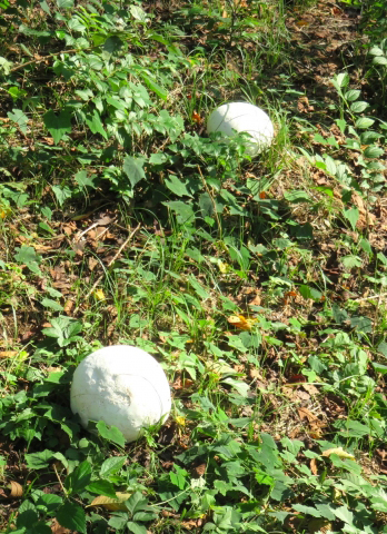 芝生に白いボールのようなキノコが生えた？？