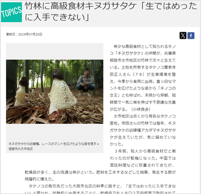 キヌガサタケ（衣笠茸）のニュース