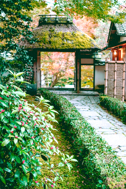 千両（センリョウ）があるお庭