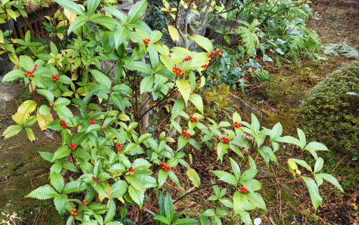 センリョウの植栽・剪定・手入れ