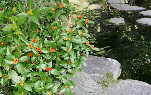 千両（センリョウ）の植樹（植え付け）・植栽・剪定・手入れ・育て方