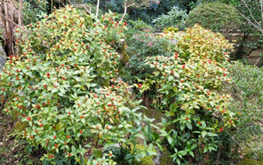 千両（センリョウ）の植樹（植え付け）・植栽・剪定・手入れ・育て方