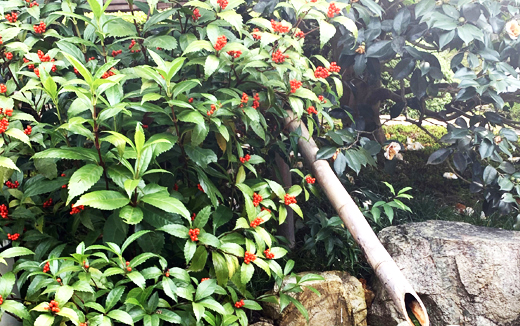 千両（センリョウ）の植樹（植え付け）・植栽・剪定・手入れ・育て方