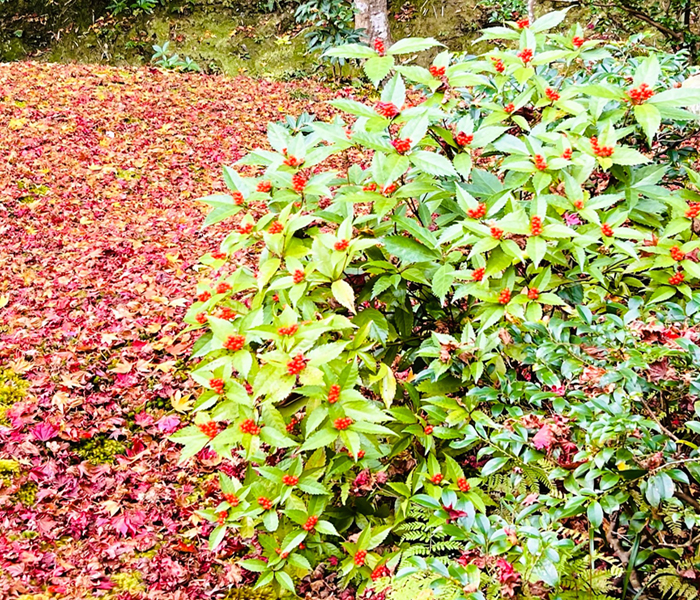 庭園の千両（センリョウ）・山崎造園（兵庫県宍粟市）