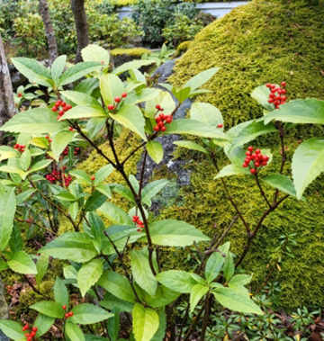千両（センリョウ）があるお庭