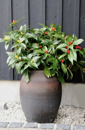 千両（センリョウ）があるお庭