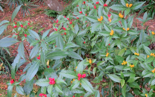 千両（センリョウ）の植樹（植え付け）・植栽・剪定・手入れ・育て方