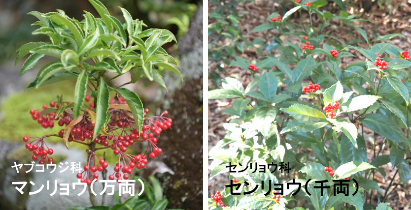千両（センリョウ）の植樹（植え付け）・植栽・剪定・手入れ・育て方