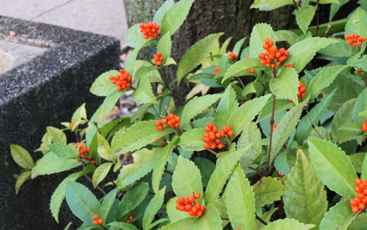 センリョウ（千両）の植栽