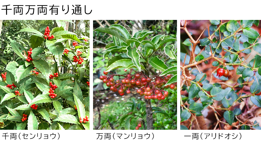 千両万両有り通し・千両（センリョウ）、万両（マンリョウ）、一両（アリドオシ）