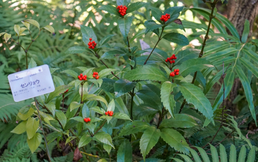 センリョウの植栽・剪定・手入れ