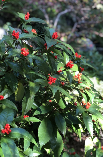 センリョウの自生地