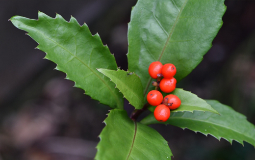 センリョウの葉・特徴