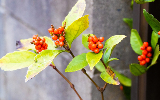 センリョウ（千両）の手入れ