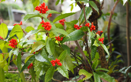 センリョウの株元・特徴