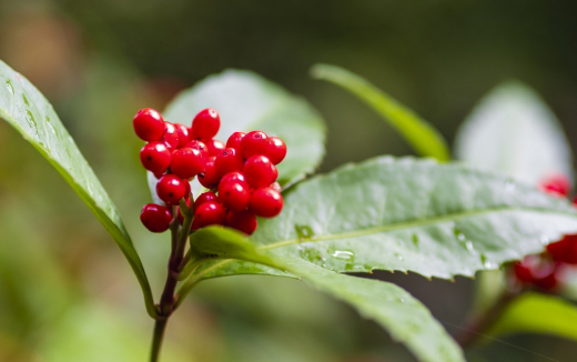 センリョウ（千両）の実・特徴