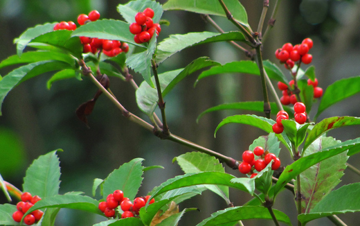 センリョウの枝・特徴