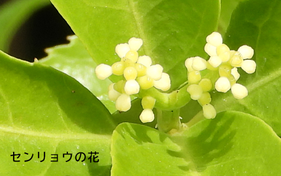 センリョウ（千両）花の特徴