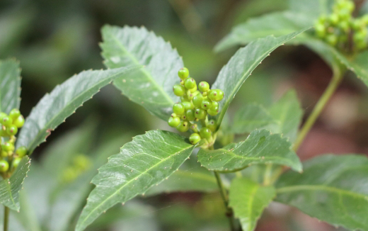 センリョウ（千両）の実・特徴