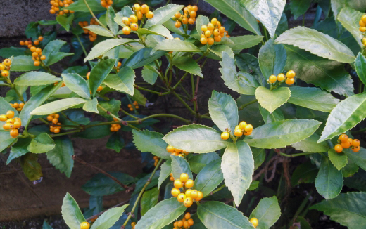 センリョウの黄色い実