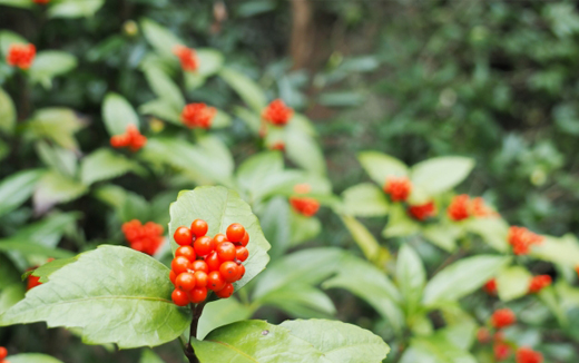 センリョウ・正月の縁起物