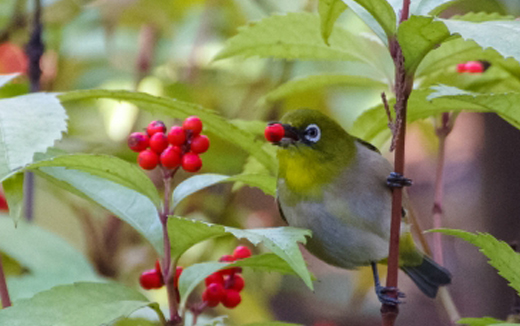 センリョウ（千両）の実・特徴