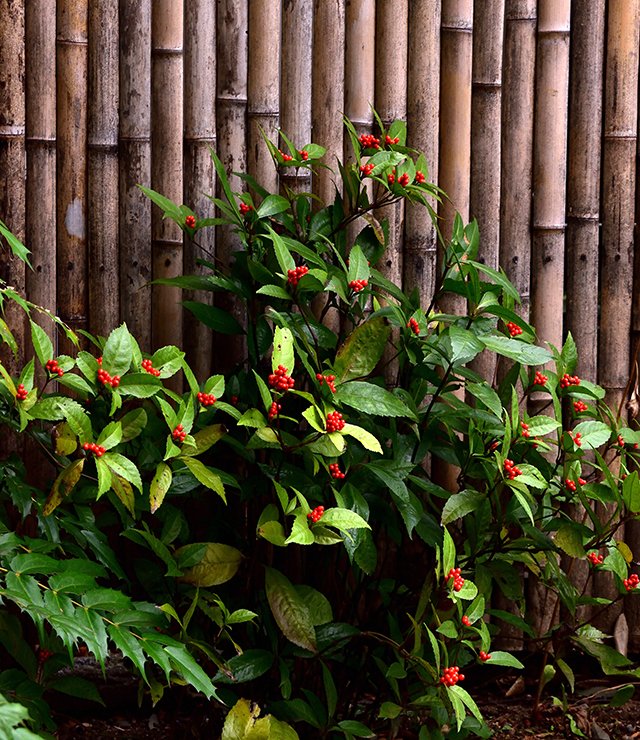 縁起木の植樹・万両・千両）和の庭づくり