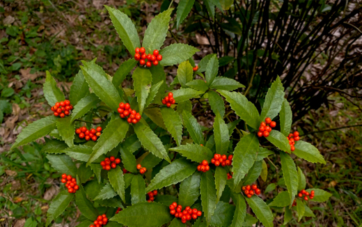 千両（センリョウ）の植樹（植え付け）・植栽・剪定・手入れ・育て方