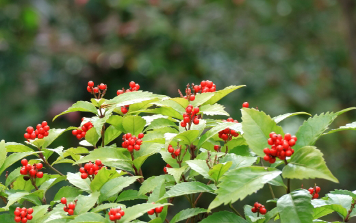 センリョウの植栽・剪定・手入れ